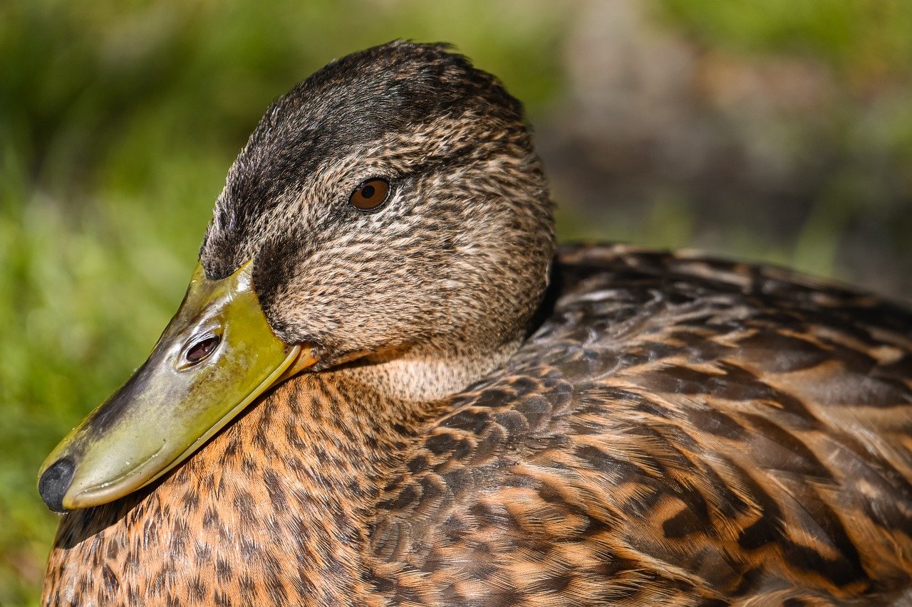 duck, mallard, nature, water bird, bird, animal, plumage, wildlife, ornithology, lake, close up