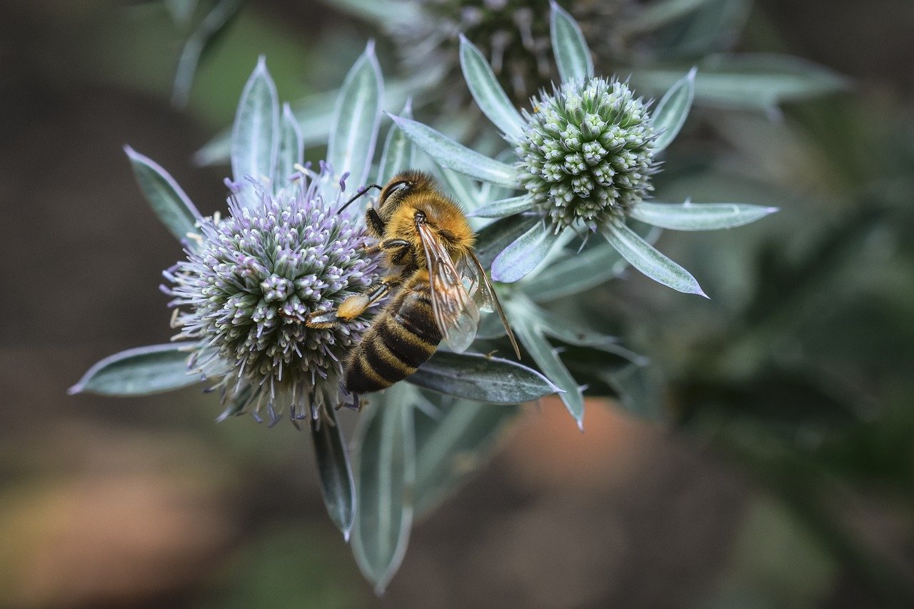 thistle, bee, insect, honey bee, nature, entomology, macro, pollen, pollination, flower, wildflower, purple, close up, ecology, botany, blossom, bloom, wild animals, garden, summer, biodiversity