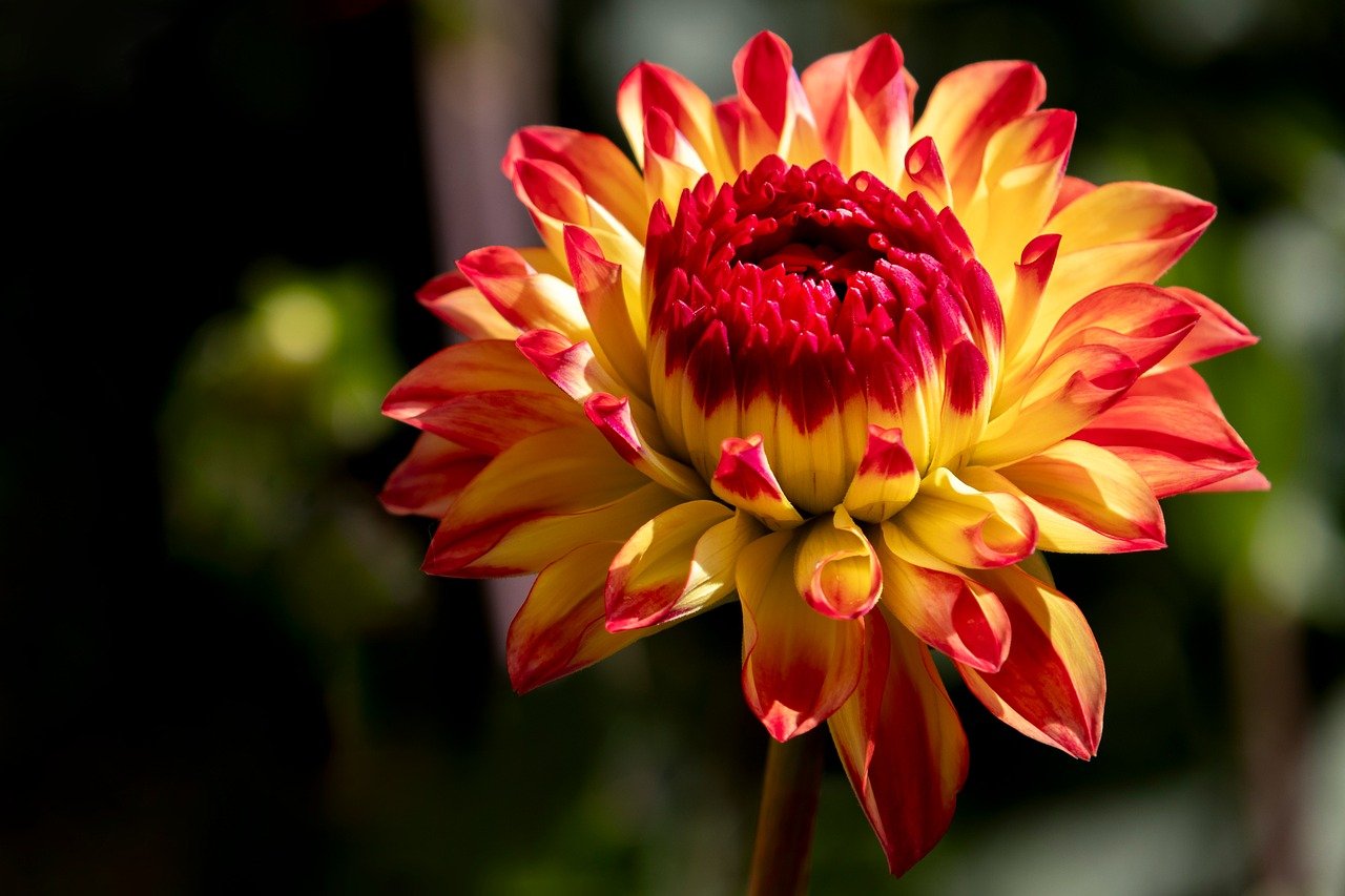 dahlia, beautiful flowers, flower, flower wallpaper, garden, flower background, bloom, blossom, plant, yellow flower, beautiful flower, flora, nature