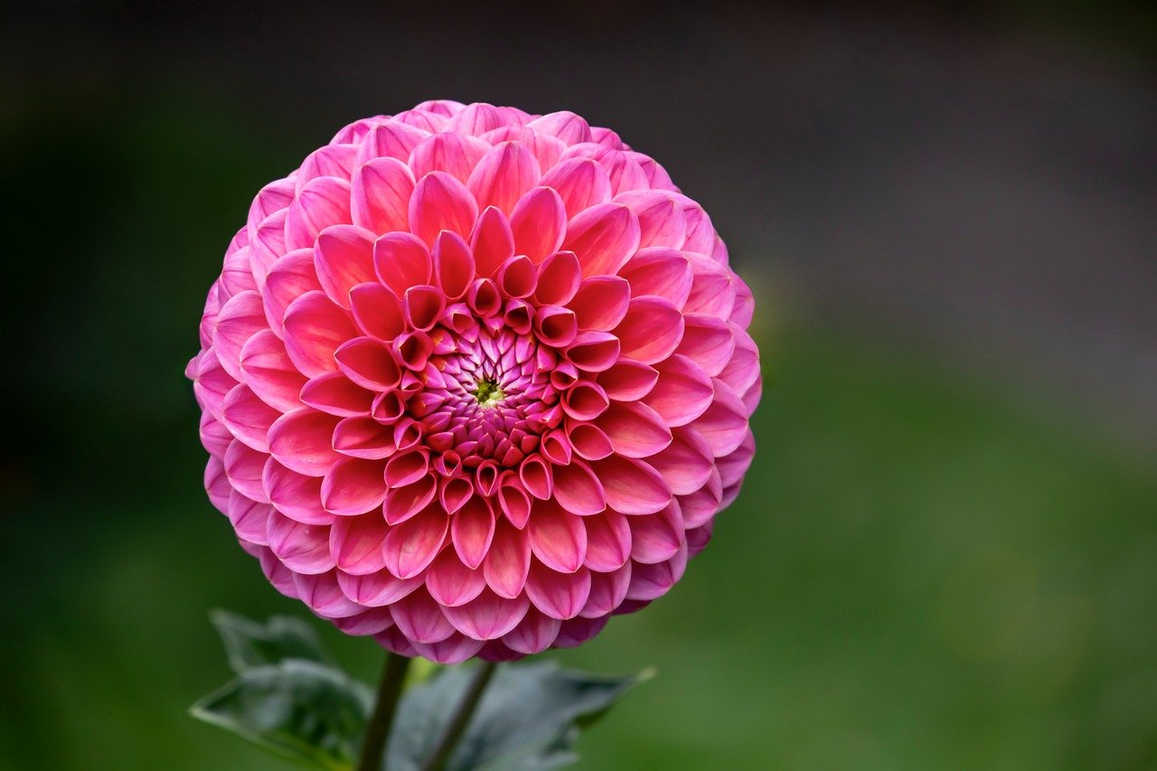 dahlia, flower, garden, flower background, bloom, blossom, flower wallpaper, plant, pink flower, beautiful flower, beautiful flowers, flora, nature