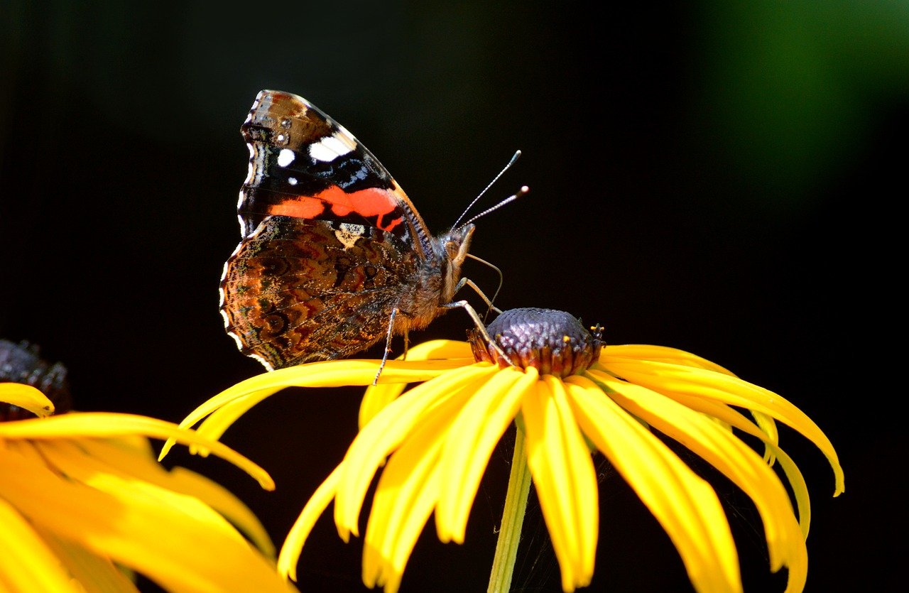 butterfly, admiral, edelfalter, insect, animal, vanessa atalanta, entomology, species, butterflies, fauna, hd background, nature, close up, wildlife, animal world, foraging, coneflower, yellow sun hat, strange mock sun hat, yellow mock sun hat, yellow hedgehog head, flower, nectar, nature wallpaper