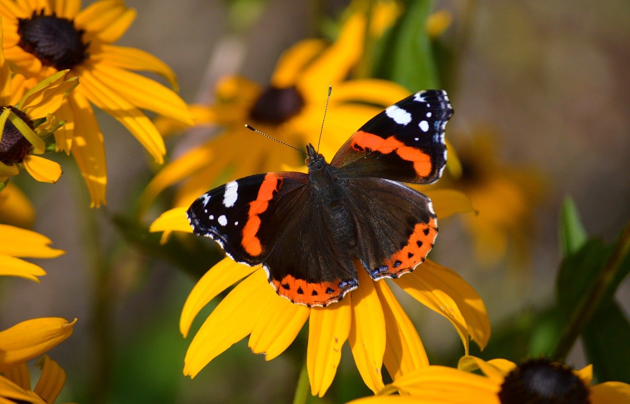 butterfly, beautiful flowers, admiral, edelfalter, insect, flower wallpaper, animal, flower background, vanessa atalanta, entomology, species, butterflies, fauna, hd background, nature, close up, wildlife, animal world, foraging, coneflower, yellow sun hat, strange mock sun hat, yellow mock sun hat, yellow hedgehog head, flower, nectar, nature wallpaper