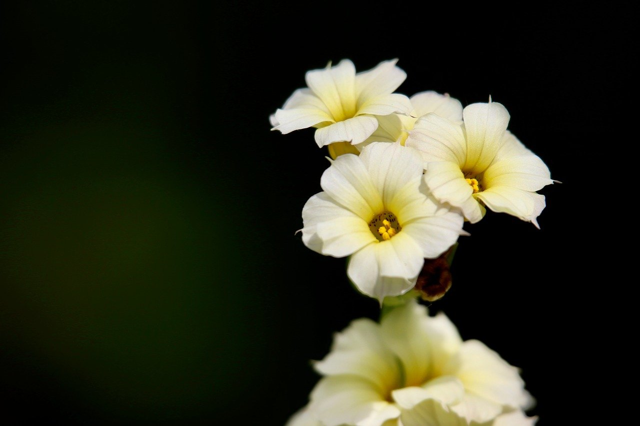 rush lily, sisyrinchium striatum, inflorescence, yellowish flowers, petals, plant, beautiful flowers, nature