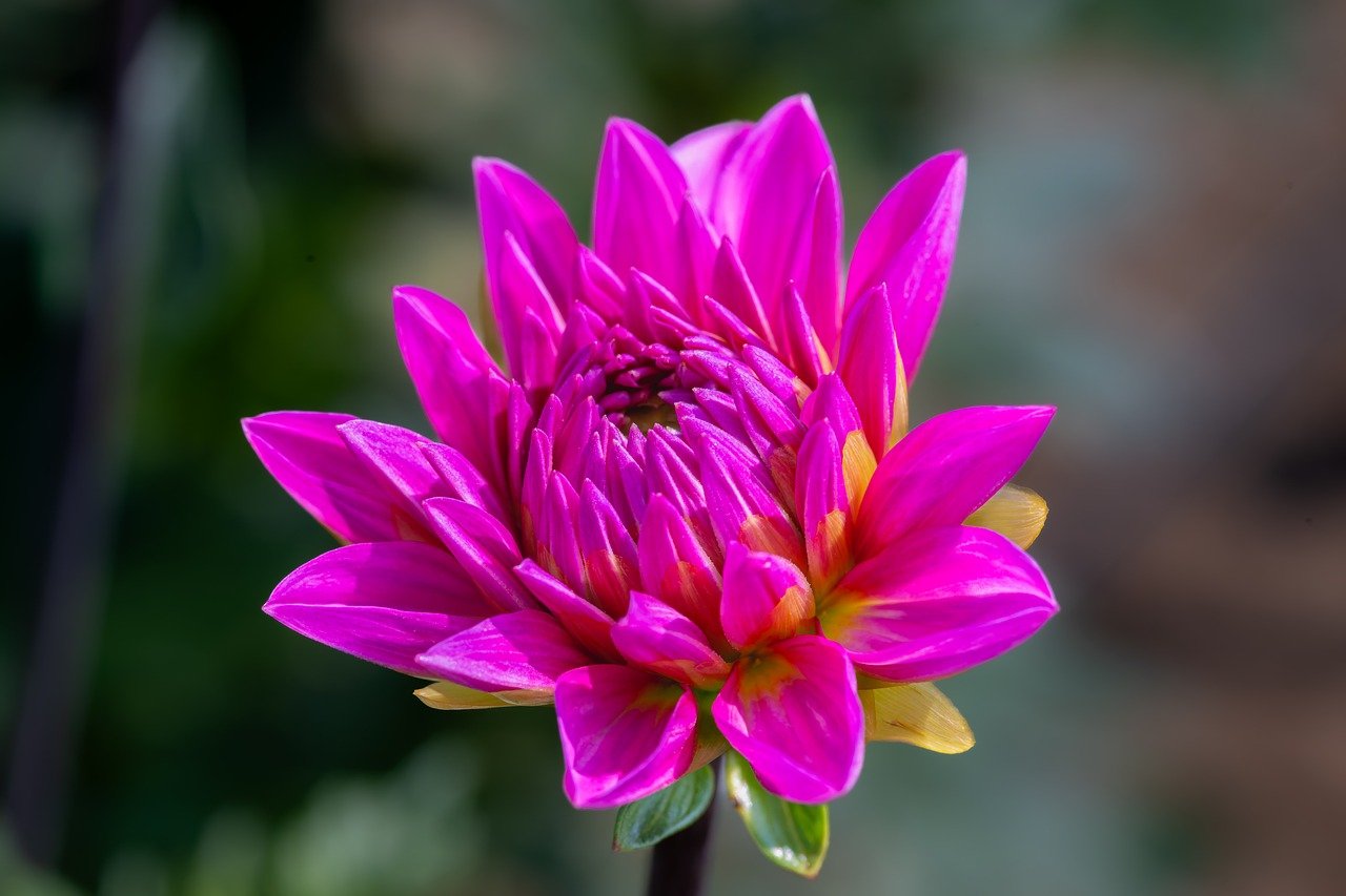 flower, dahlia, pink, beautiful nature, windows wallpaper, beautiful flowers, cool backgrounds, flower background, blossom, nature wallpaper, desktop backgrounds, bloom, mac wallpaper, nature background, flora, botany, free wallpaper, garden, wallpaper 4k, 4k wallpaper 1920x1080, nature, floral background, full hd wallpaper, close up, background, flower wallpaper, beautiful wallpaper, petals, hd wallpaper, bud, free background, floriculture, wallpaper hd, 4k wallpaper, laptop wallpaper