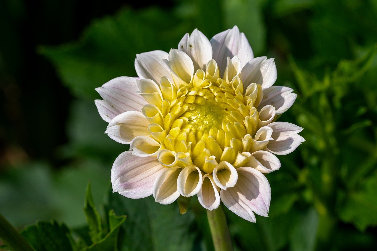 bloom, 4k wallpaper, flower, blossom, beautiful wallpaper, botany, wallpaper 4k, hd wallpaper, 4k wallpaper 1920x1080, mac wallpaper, wallpaper hd, full hd wallpaper, floral background, laptop wallpaper, dahlia, beautiful flowers, flora, garden, windows wallpaper, yellow, background, macro, free background, close up, nature, flower background, summer, desktop backgrounds, full hd wallpapers, cool backgrounds, free wallpaper, flower wallpaper