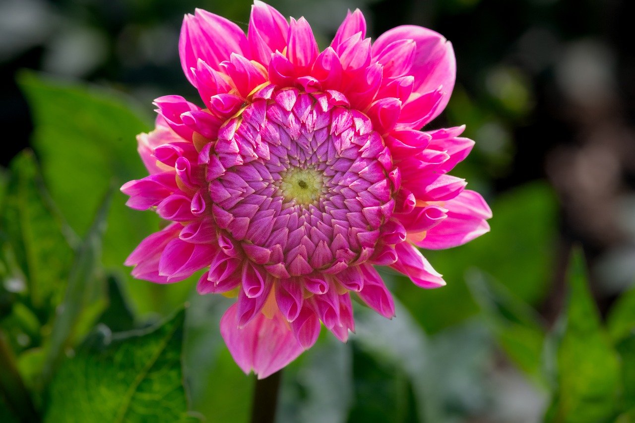 flower, dahlia, pink, free wallpaper, cool backgrounds, beautiful wallpaper, blossom, full hd wallpaper, bloom, beautiful flowers, flora, floral background, botany, 4k wallpaper 1920x1080, hd wallpaper, mac wallpaper, free background, windows wallpaper, wallpaper 4k, 4k wallpaper, garden, nature, desktop backgrounds, close up, flower background, background, summer, laptop wallpaper, flower wallpaper, wallpaper hd, petals, plant, bud