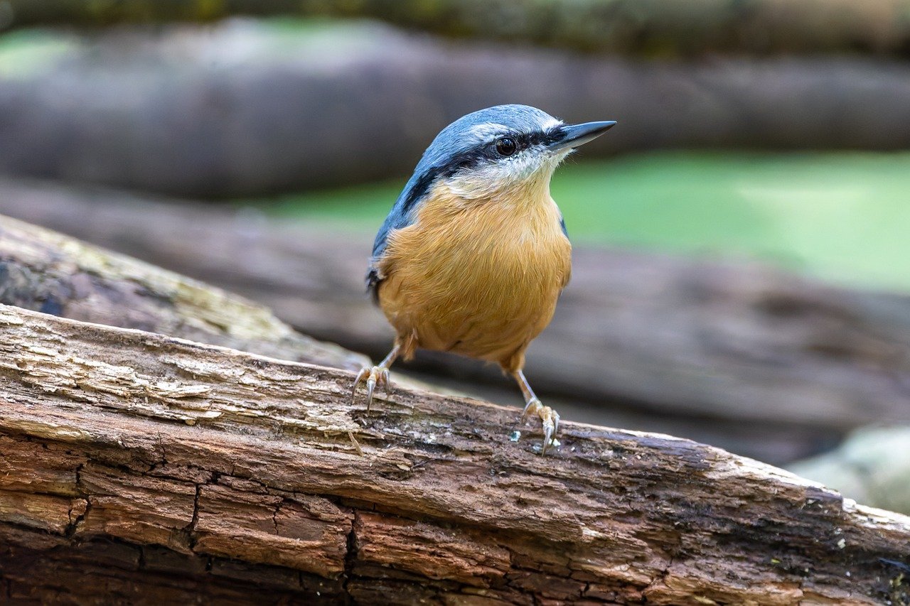 birdwatching, outdoors, eurasian nuthatch, free background, spring wallpaper, plumage, hd background, nuthatch, little bird, nature wallpaper, nature, cute bird, beak, songbird, beautiful nature, perched bird, wildlife, nature background, bird watching, bird, watching birds, bird photography, bird sound, ornithology, bird beak, hd wallpaper, bird chirping, forest, 4k wallpaper