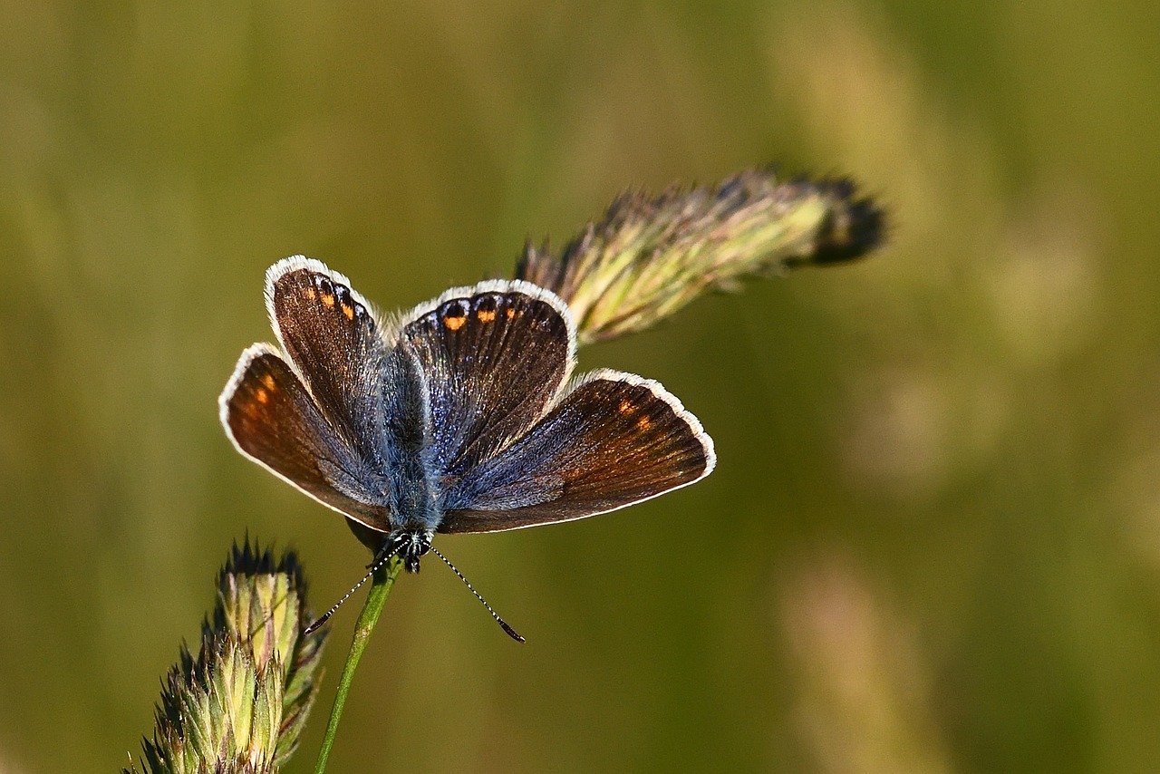 butterfly, common blue, sunset, meadow, butterflies, summer, close up, bluish, grass, wing, blade of grass, butterfly wings