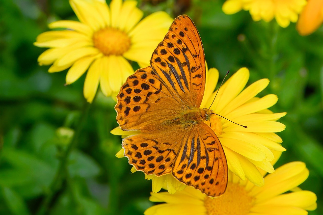 keder mantle, butterfly, pollination, edelfalter, insect, wing, entomology, wildlife, eco system, flora, nature, biotope, marigold