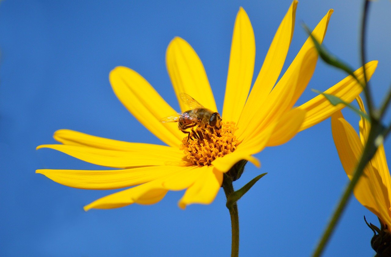 jerusalem artichoke, earth pear, jerusalem martichoke, bee, honeybee insect, flower wallpaper, crop, flower background, nectar, foraging, composites, blossoms, yellow flowers, perennials, flower, summer, hd background, beautiful flowers, floral background, nature wallpaper, nature