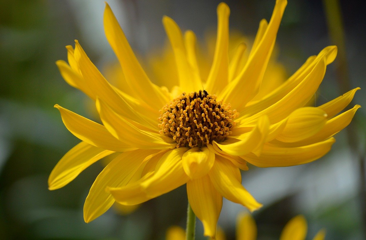 jerusalem artichoke, flower background, crop, composites, yellow flowers, summer, hd background, floral background, flower wallpaper, flowers wallpaper, flora, nature, blossom, bloom, hd wallpaper, shrub, flower, earth pear, beautiful flowers, jerusalem martichoke