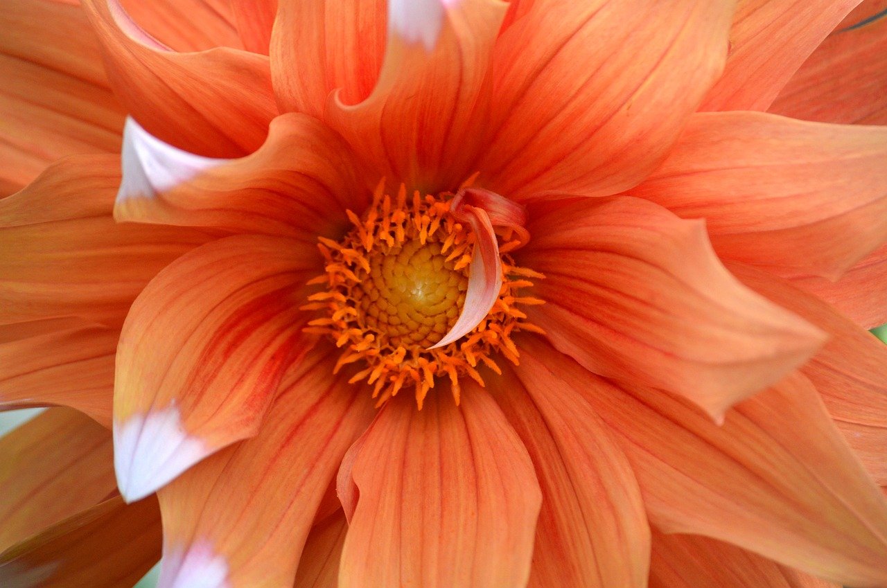 dahlia, hd wallpaper, composites, flower, blossom, bloom, plant, garden flower, garden, dahlia flower, to flourish, petals, close up, flora, nature, floral background, flower wallpaper, flower background, beautiful bloom, flowers wallpaper