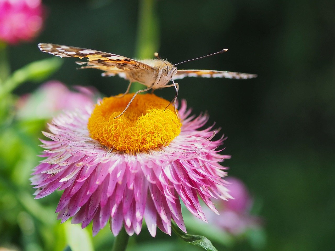 vanessa cardui, butterfly, straw flower, nature, close up, insect, summer, garden