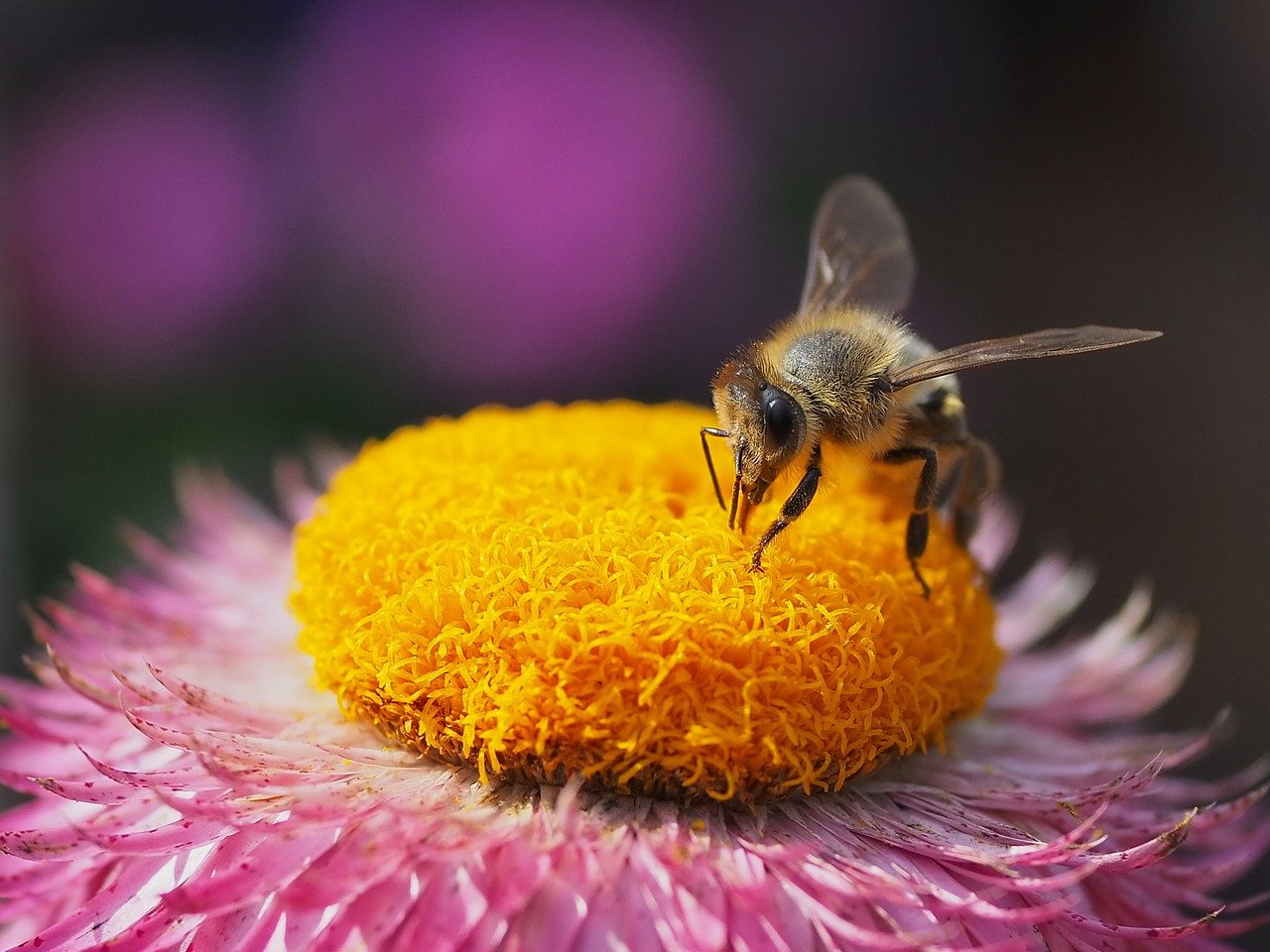 bee, insect, straw flower, nature, close up, blossom, bloom, pollination, summer, garden