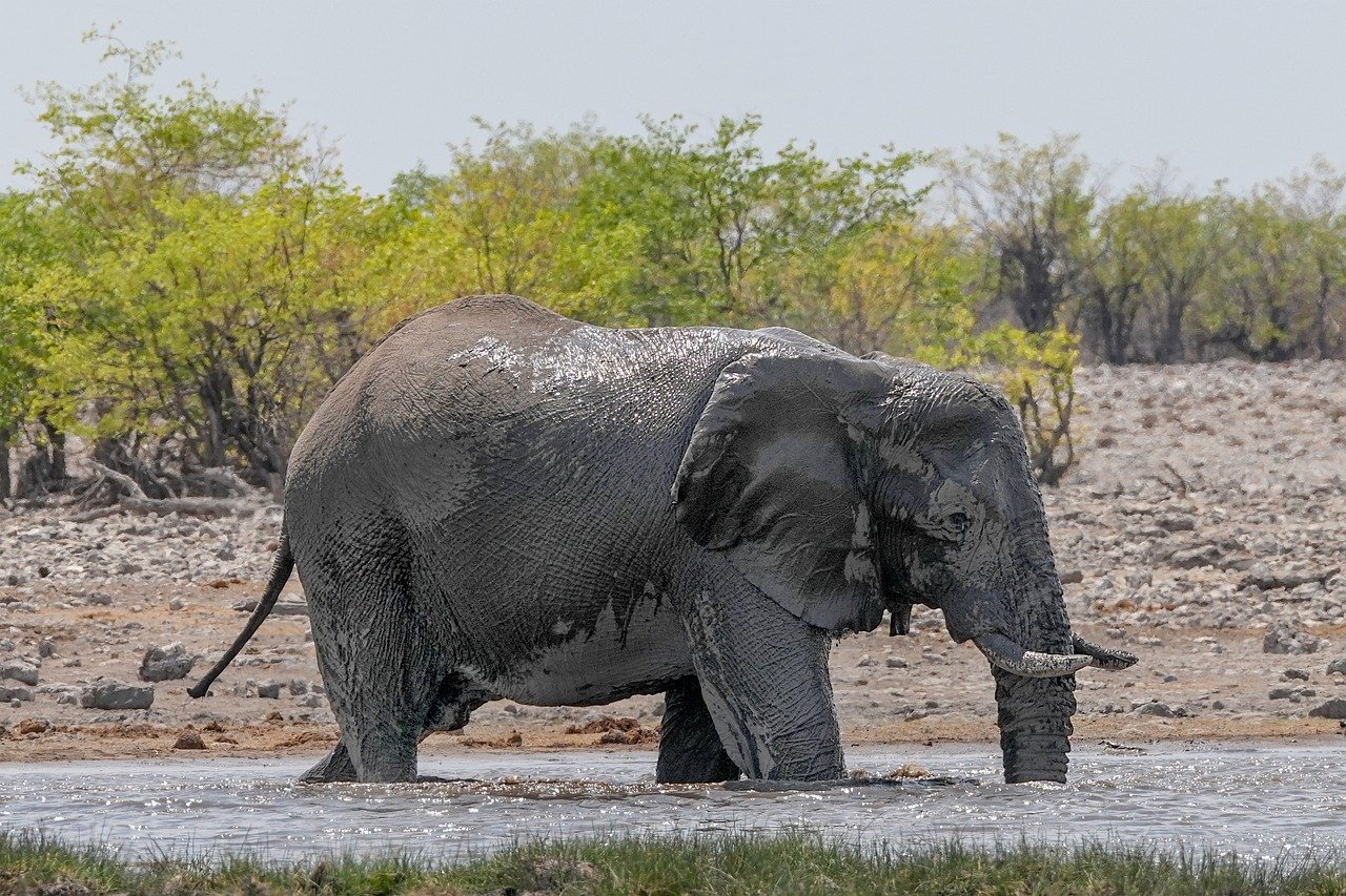elephant, nature, animal, africa, wildlife, tusks, pachyderm, wilderness, etosha, namibia