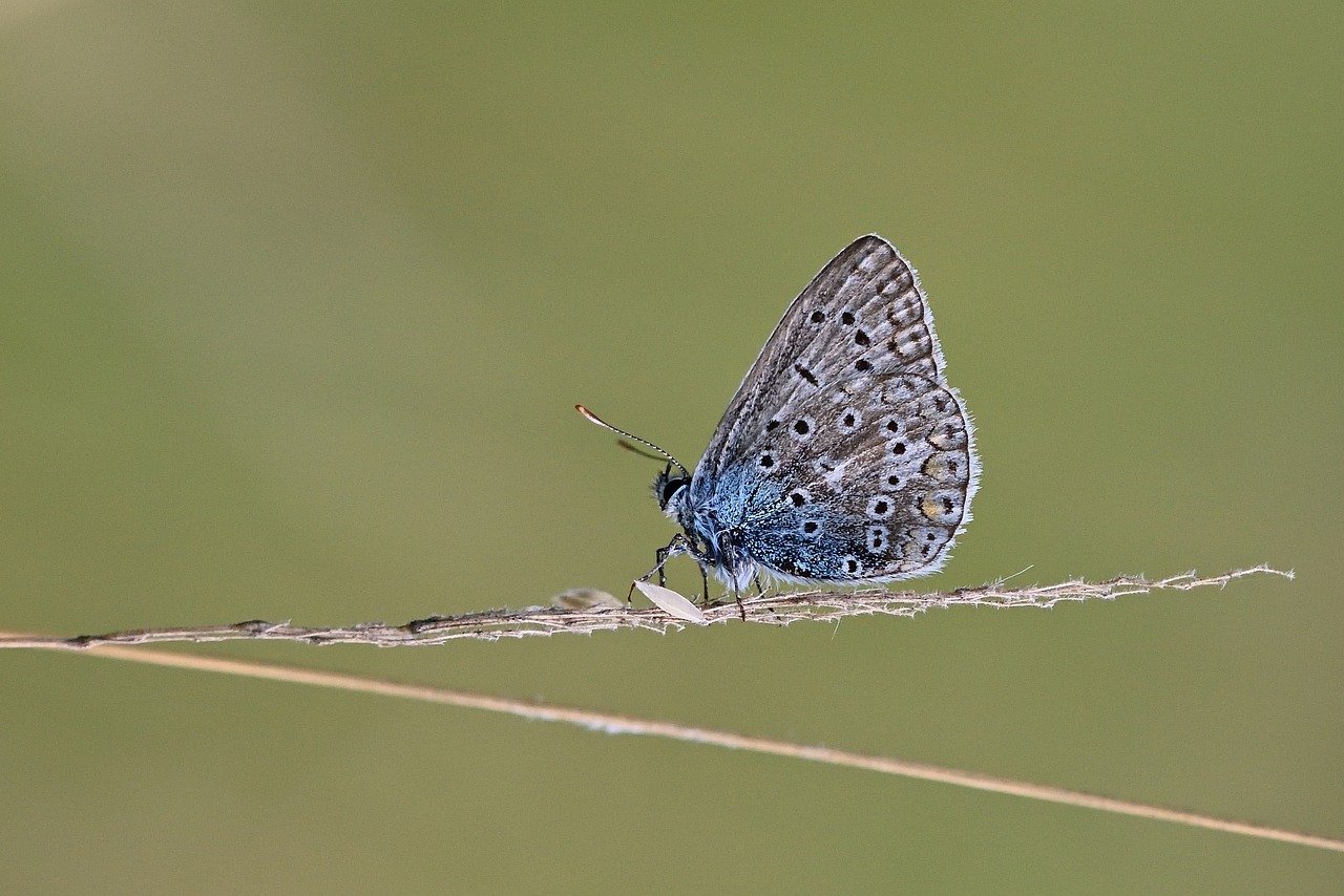 butterfly, common blue, meadow, butterflies, nature, summer, close up, bluish, insect, grass, wing, blade of grass