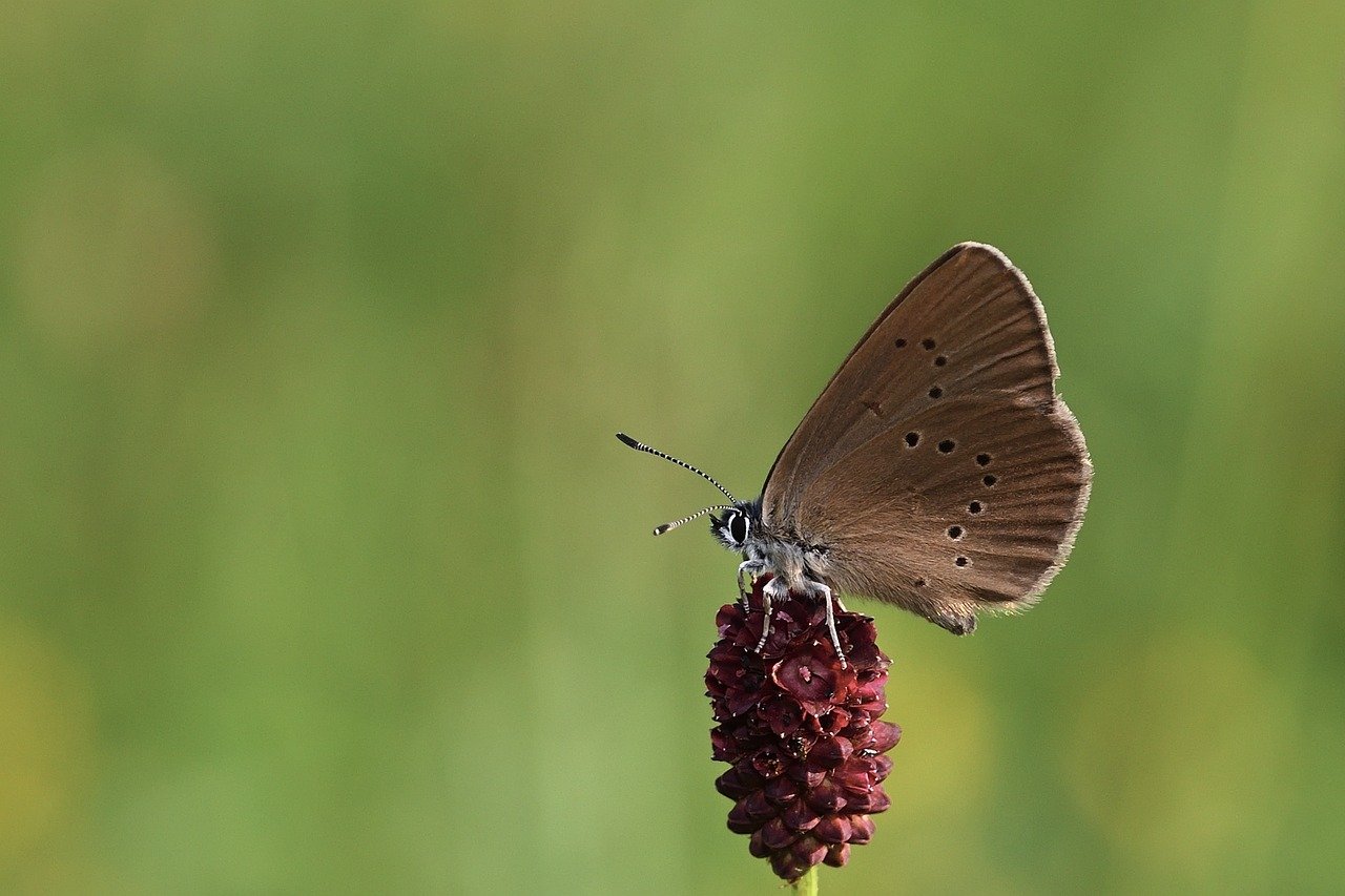 butterfly, burnet blue ant blue, meadow, nature, wiesenknopf, butterflies, summer, close up, insect, grass, wing, blade of grass