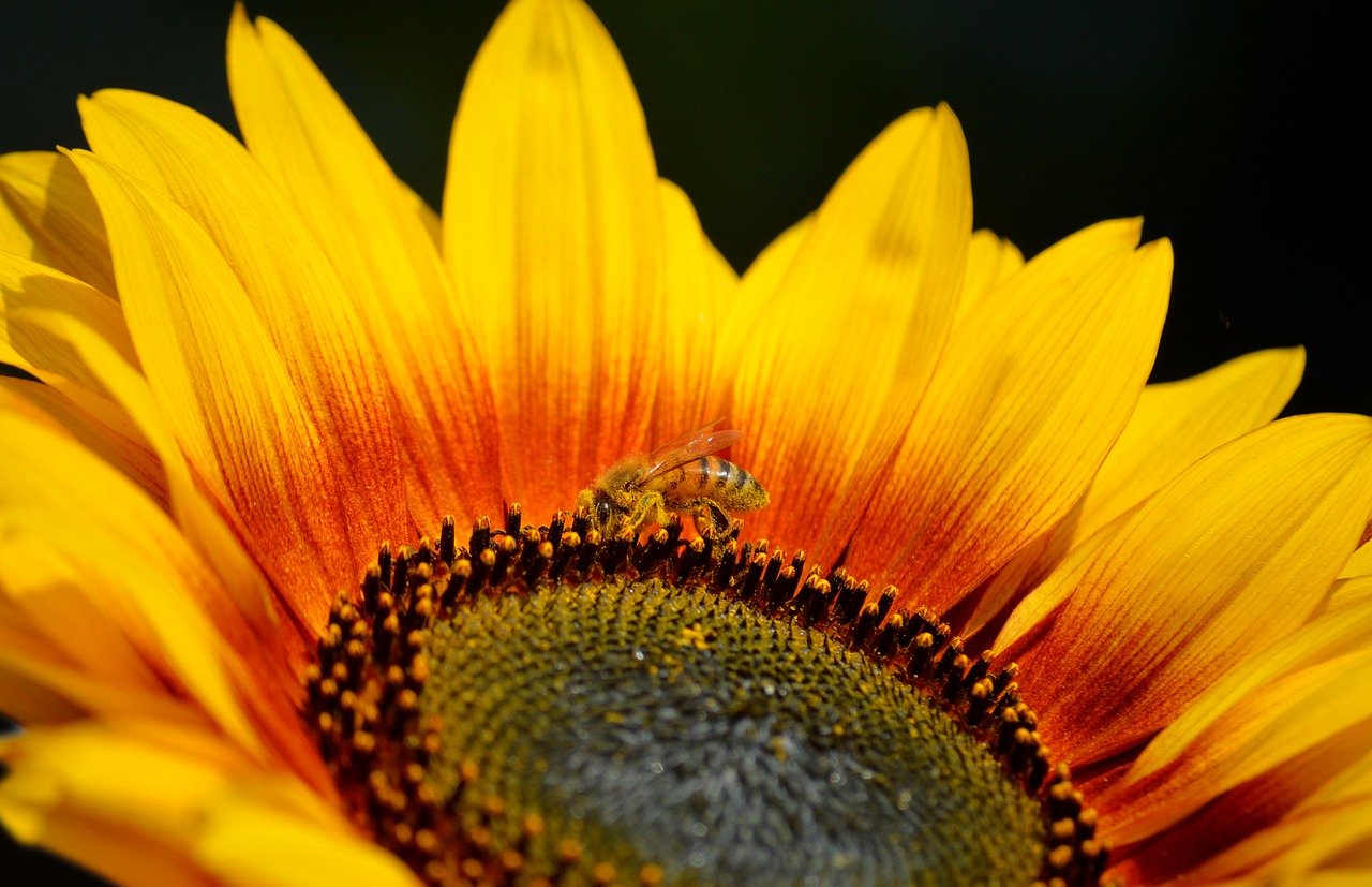 bee, honey bee, petals, hd wallpaper, pollen, nectar, foraging, insect, animal, sunflower, blossom, bloom, plant, nature, yellow, summer, close up, macro, nature wallpaper, flower wallpaper, tubular flowers