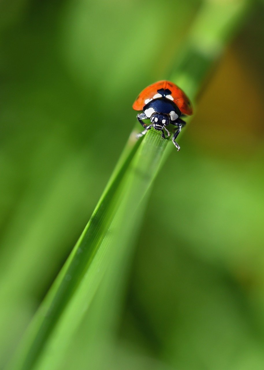 ladybug, insect, nature, rod, green, macro, shell, beetles, red