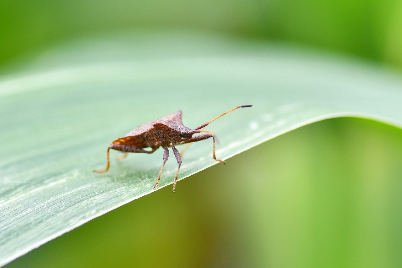 bug, insect, nature, leaf, but, evil bug, brown, marmorated stink bug
