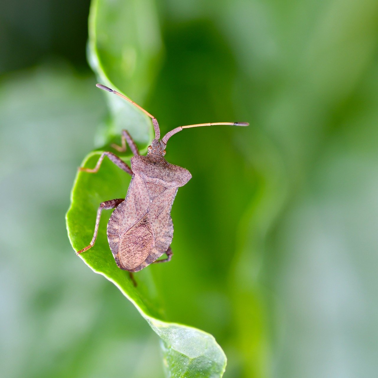 bug, insect, nature, evil bug, leaf, brown, marmorated stink bug