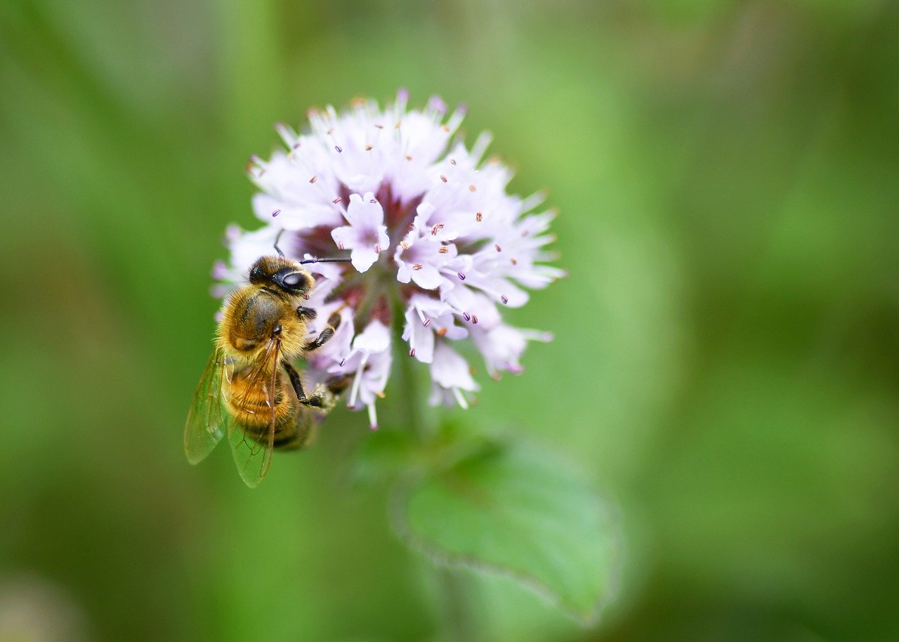 bee, flower wallpaper, insect, nature, beautiful flowers, flower background, pollination, flower, forage, macro