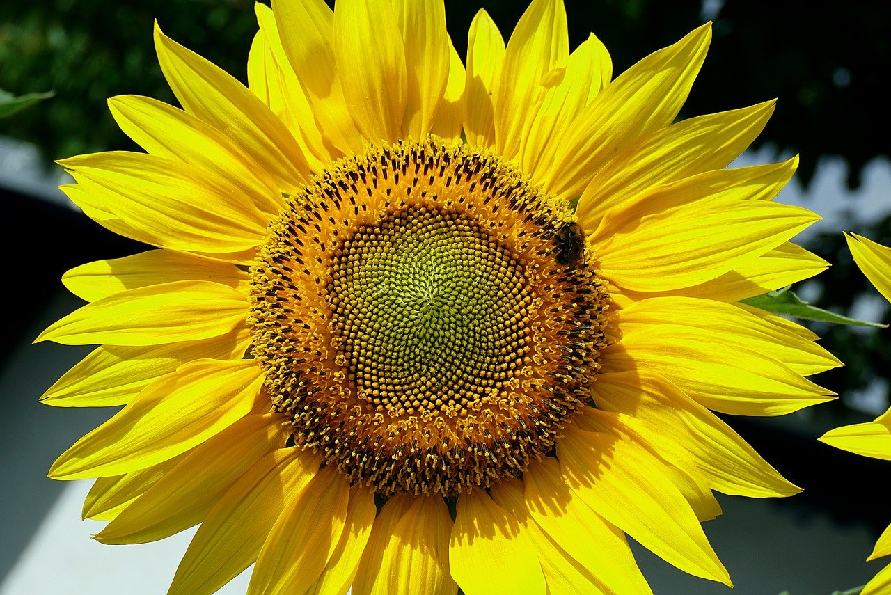 sunflower, bloom, cereal, plants, garden, blooming sunflower, flower, hd wallpaper, yellow flower, nature, flora, ornamental plant, close up, angiosperms, sunny color, lemon, summer, wallpaper
