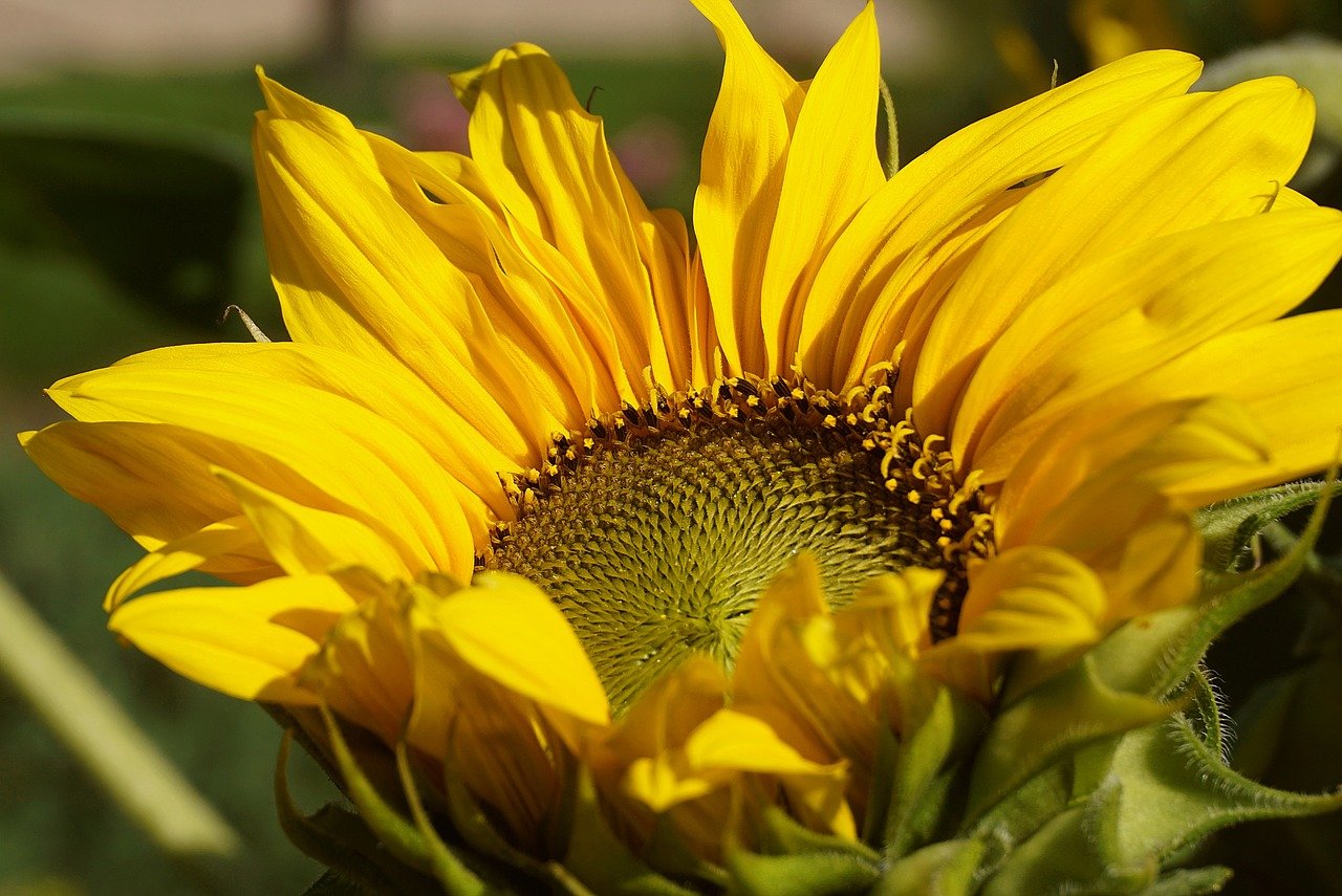 sunflower, bloom, wallpaper 4k, plants, 4k wallpaper 1920x1080, garden, flower background, blooming sunflower, 4k wallpaper, windows wallpaper, mac wallpaper, free background, beautiful nature, flower, hd wallpaper, beautiful flowers, yellow flower, nature, flower wallpaper, cool backgrounds, floral background, flora, ornamental plant, close up, angiosperms, full hd wallpaper, nature wallpaper, desktop backgrounds, sunny color, lemon, nature background, laptop wallpaper, wallpaper hd, beautiful wallpaper, summer, free wallpaper, wallpaper