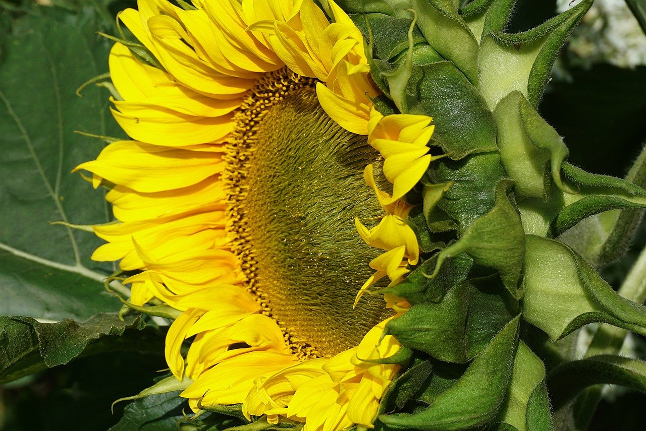 sunflower, bloom, cereal, plants, garden, blooming sunflower, hd wallpaper, flower, yellow flower, nature, flora, ornamental plant, close up, angiosperms, sunny color, lemon, summer, wallpaper
