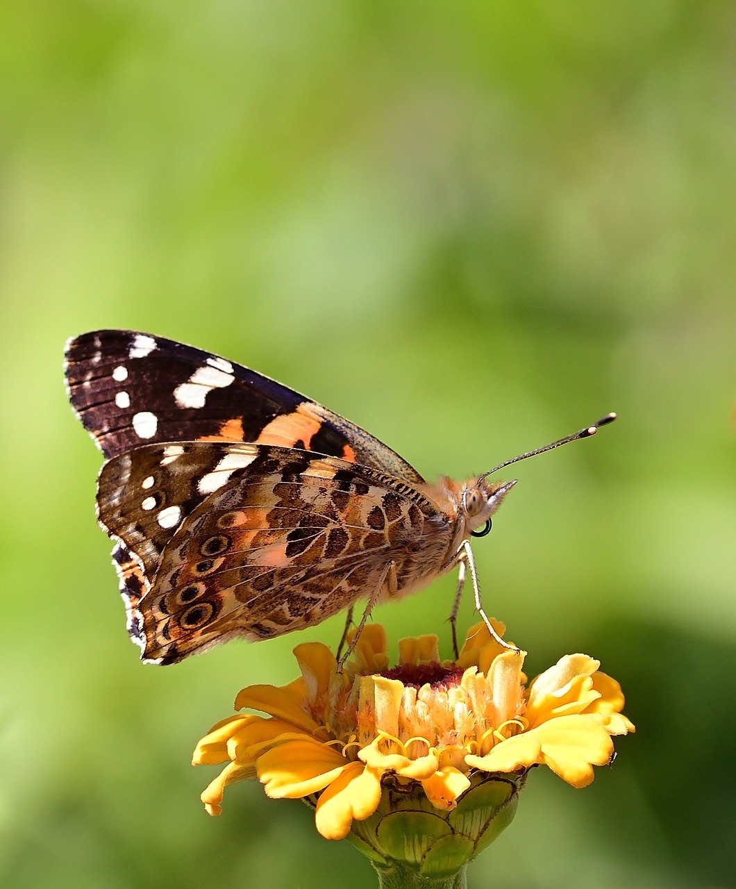 butterfly, vanessa cardui, blossom, bloom, garden, zinnia, close up, peregrine butterfly, summer, wing, petals, nature