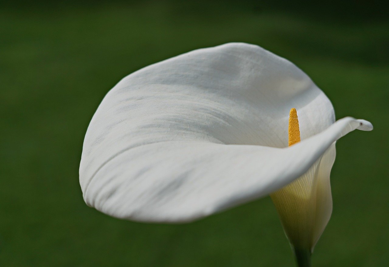 flower, arum, flower background, white, spring, to bloom, flora, floral, petals, nature, beautiful flowers, plant, flower wallpaper, bloom