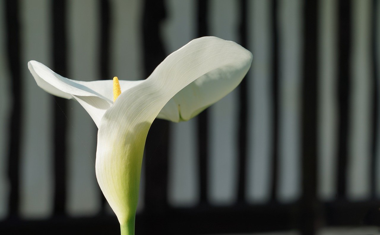flower, arum, white, spring, to bloom, flora, floral, petals, nature, plant, bloom