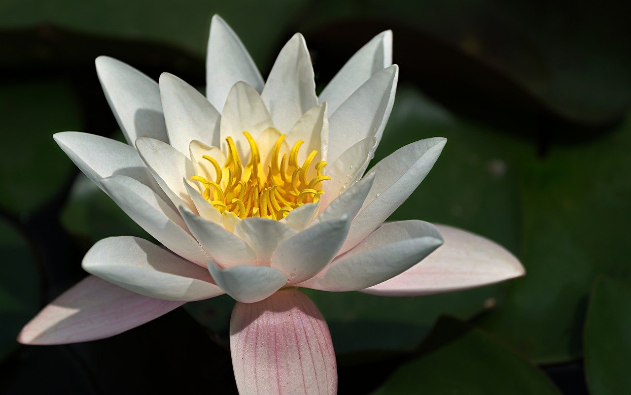 water lily, lotus, flower, white, to bloom, petal, plant, the water, nature, bloom