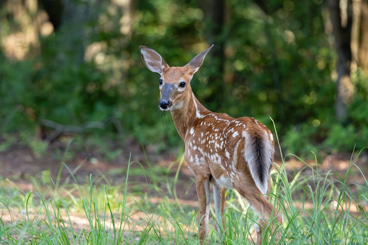 fawn, luonne, peura, vauva, metsä, turkis, eläin, metsään, ruoho