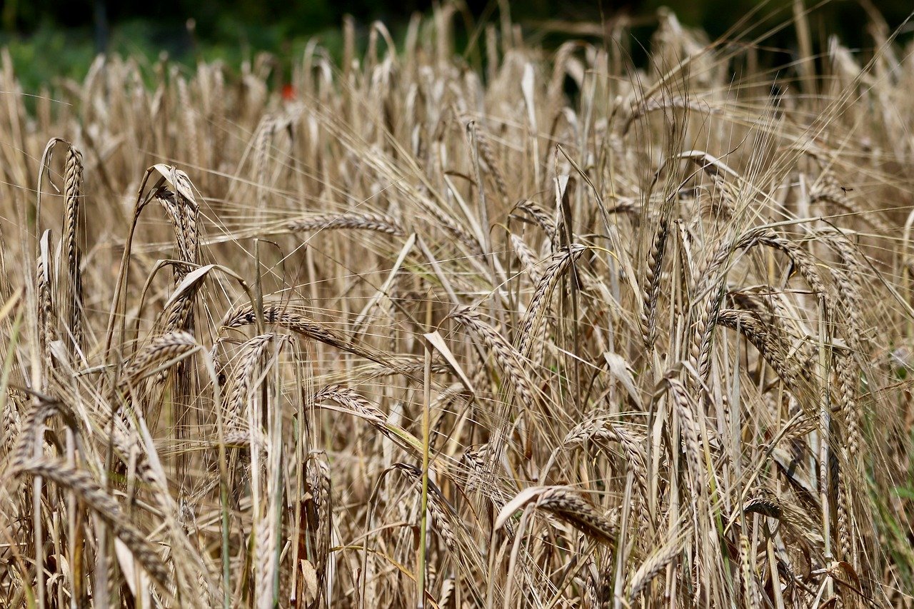 barley, grain field, agriculture, spike, food, crops