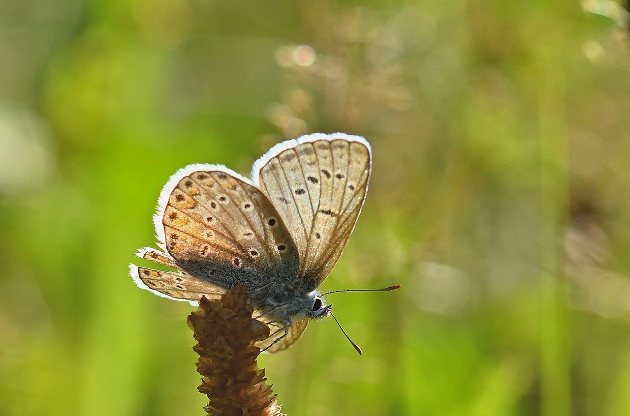 butterfly, common blue, meadow, sunrise, butterflies, summer, close up, bluish, grass, wing, blade of grass, butterfly wings, filigree