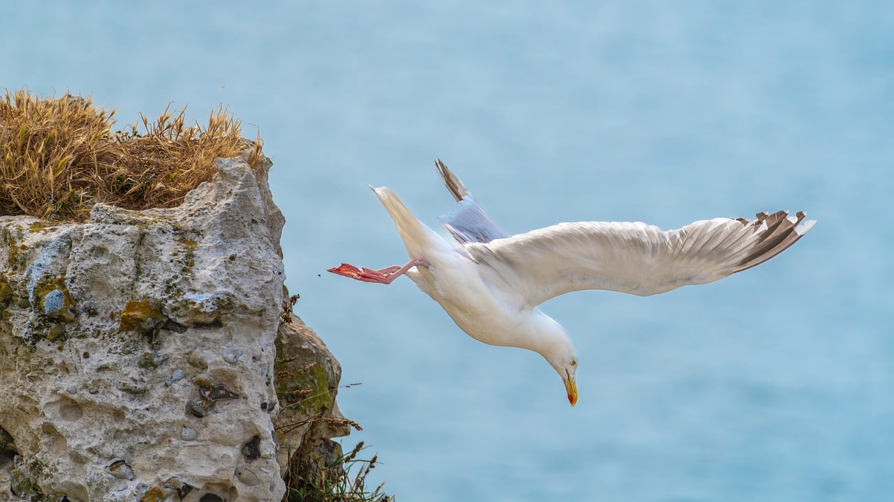 gull, seabirds, flying, wing, bird watching, plumage, birds, sea, wildlife, flight, landscape, cliff