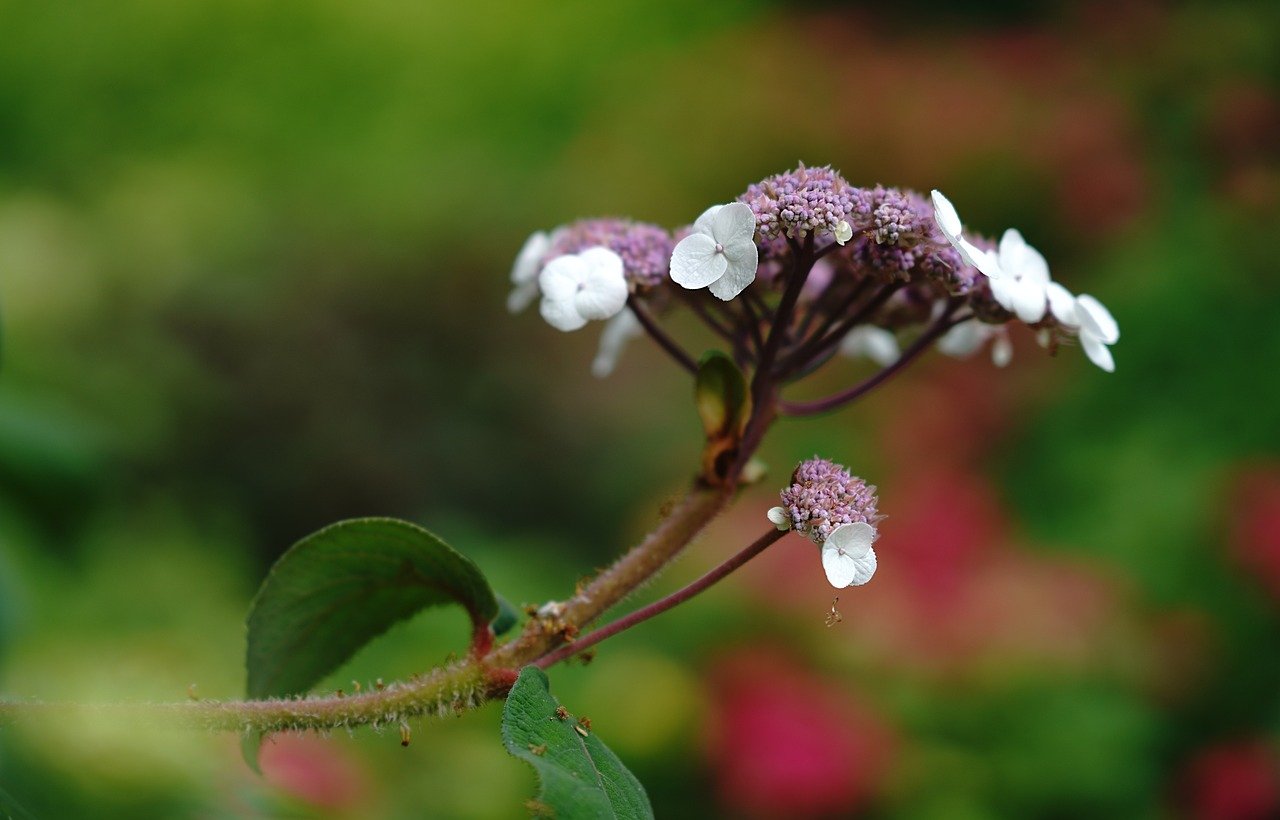 flower, hydrangea, white, spring, to bloom, flora, floral, petals, nature, plant, bloom