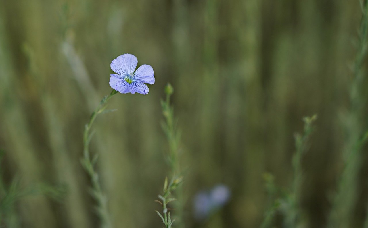 flower, linen, violet, spring, to bloom, flora, floral, petals, nature, plant, bloom