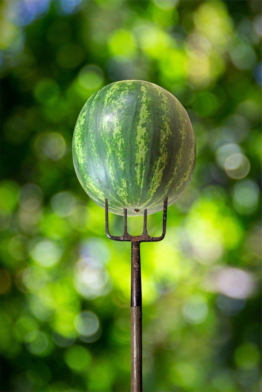 watermelon, fruit, food, nature, summer, organic, juicy, fresh, tasty, healthy, melon, green, red, sweet, harvest, produce, display, advertisement, copy space, pitchfork, creative, idea