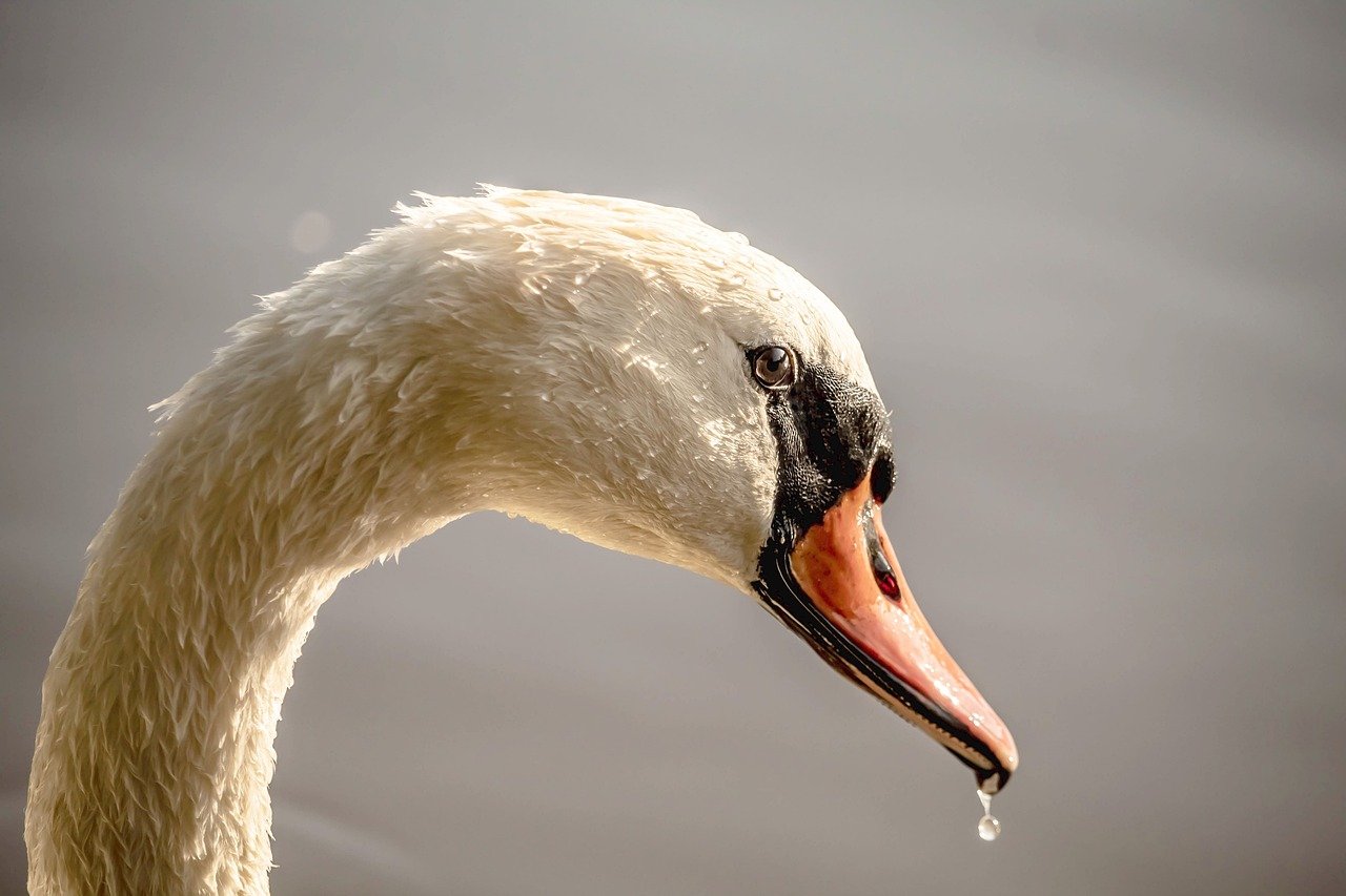 swan, free background, bird, desktop backgrounds, free wallpaper, 4k wallpaper, 4k wallpaper 1920x1080, windows wallpaper, waterfowl, pens, beautiful wallpaper, hd wallpaper, nature background, wallpaper hd, nature wallpaper, beak, beautiful nature, full hd wallpaper, wildlife, mac wallpaper, nature, wallpaper 4k, cool backgrounds, background, laptop wallpaper, wallpaper, portrait