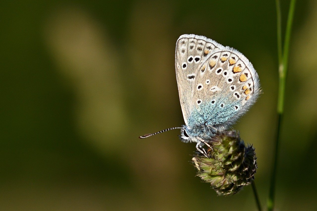 butterfly, common blue, butterflies, meadow, close up, bluish, grass, wing, sunrise, butterfly wings, nature
