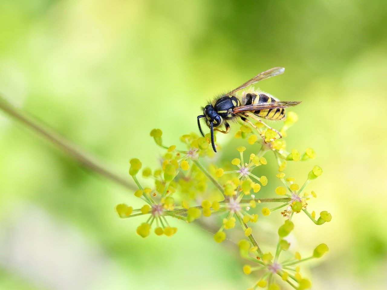 wasp, insect, flower wallpaper, nature, flower background, forage, beautiful flowers, flower, yellow, macro, pollination