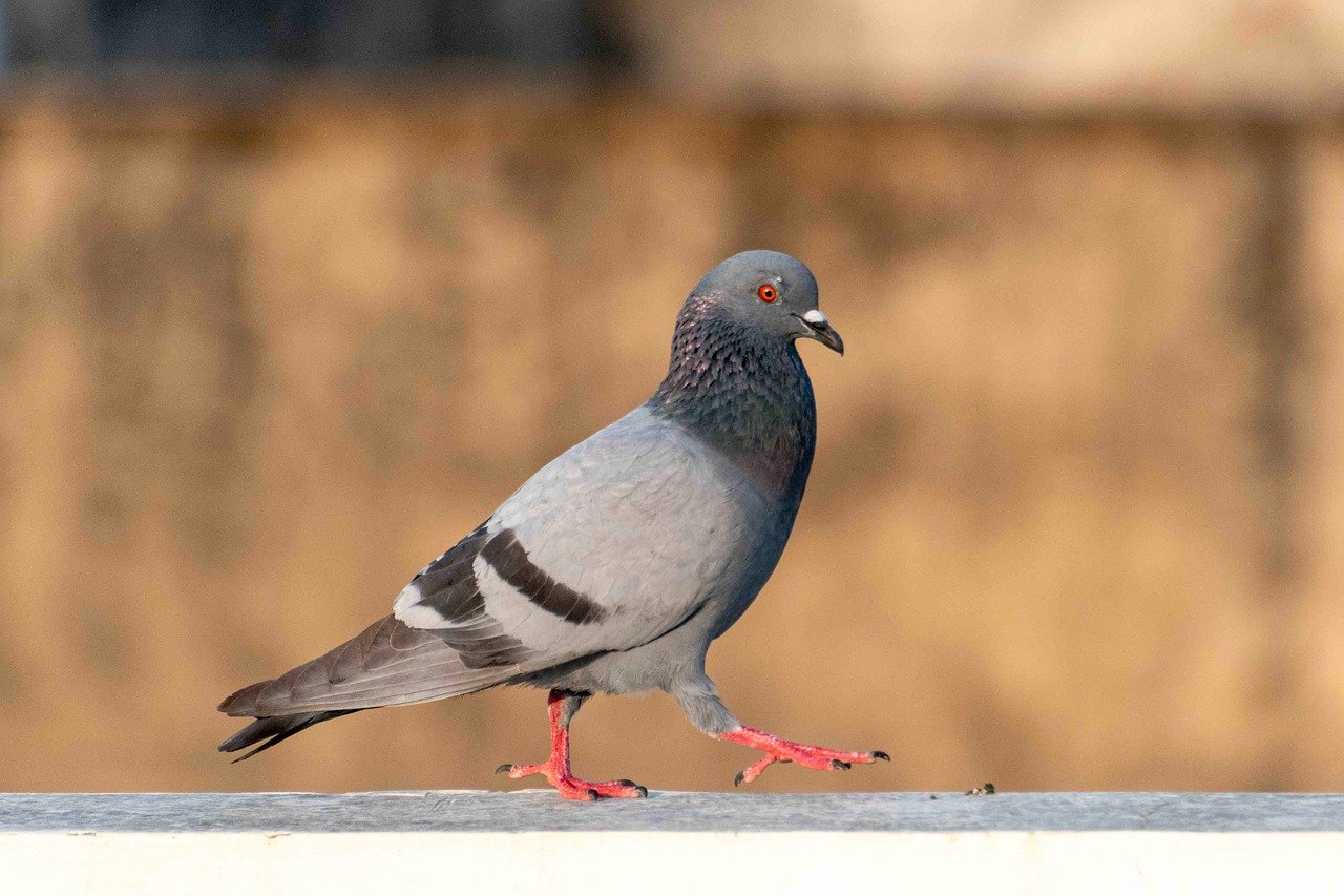 rock pigeon, pigeon, dove, bird, animal, nature, plumage, fauna, feathers, wildlife, ornithology, beak, avian, perched, freedom, wings