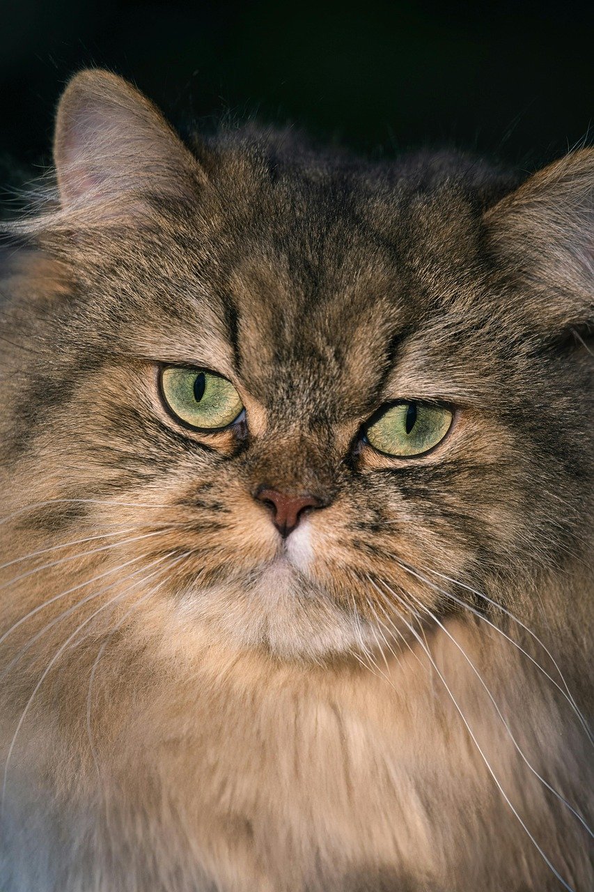 cat, animal, cat portrait, portrait, fur, american forest cat, eyes, whiskers, close up