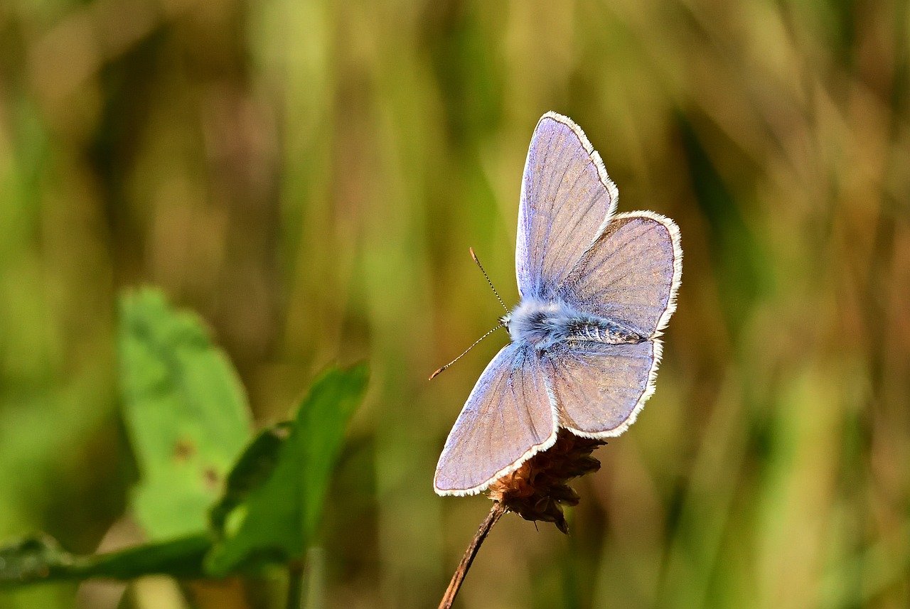 butterfly, common blue, butterflies, summer, close up, grass, bluish, wing, blade of grass, sunrise, butterfly wings, blue, filigree, nature, meadow