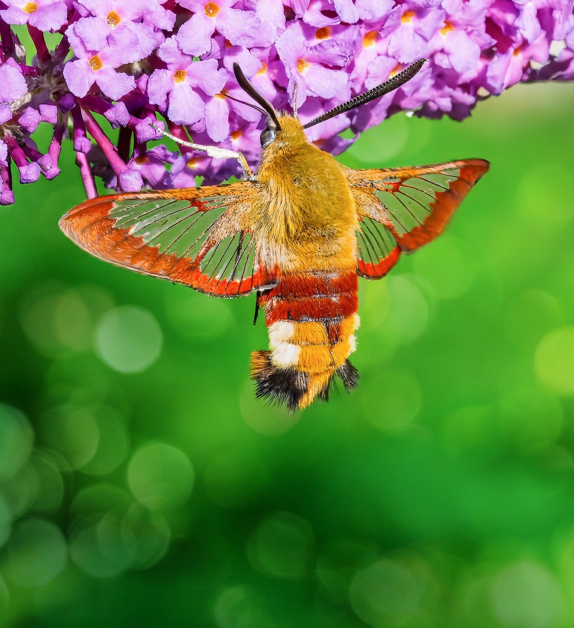 wollschweber, insect, close up