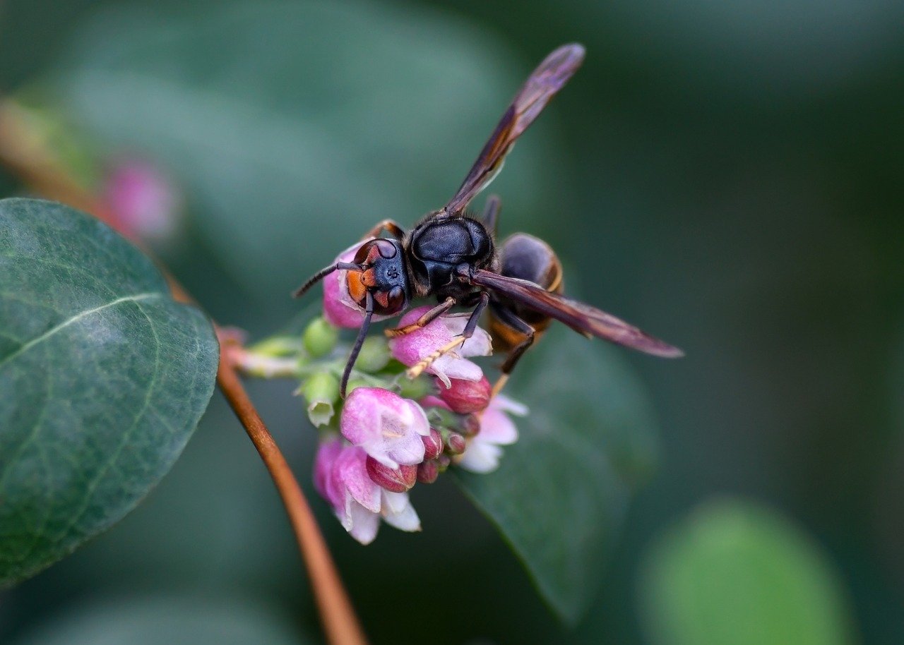 hornet, flower wallpaper, beautiful flowers, insect, flower, flower background, asian hornet, forage, macro, nature, shrub, leaf