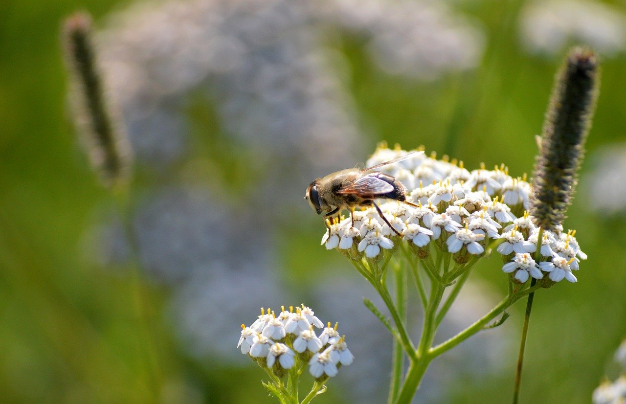 bee, insect, animal, yarrow, common yarrow, medicinal plant, achillea millefolium, composites, flower, blossoms, nature, nature wallpaper