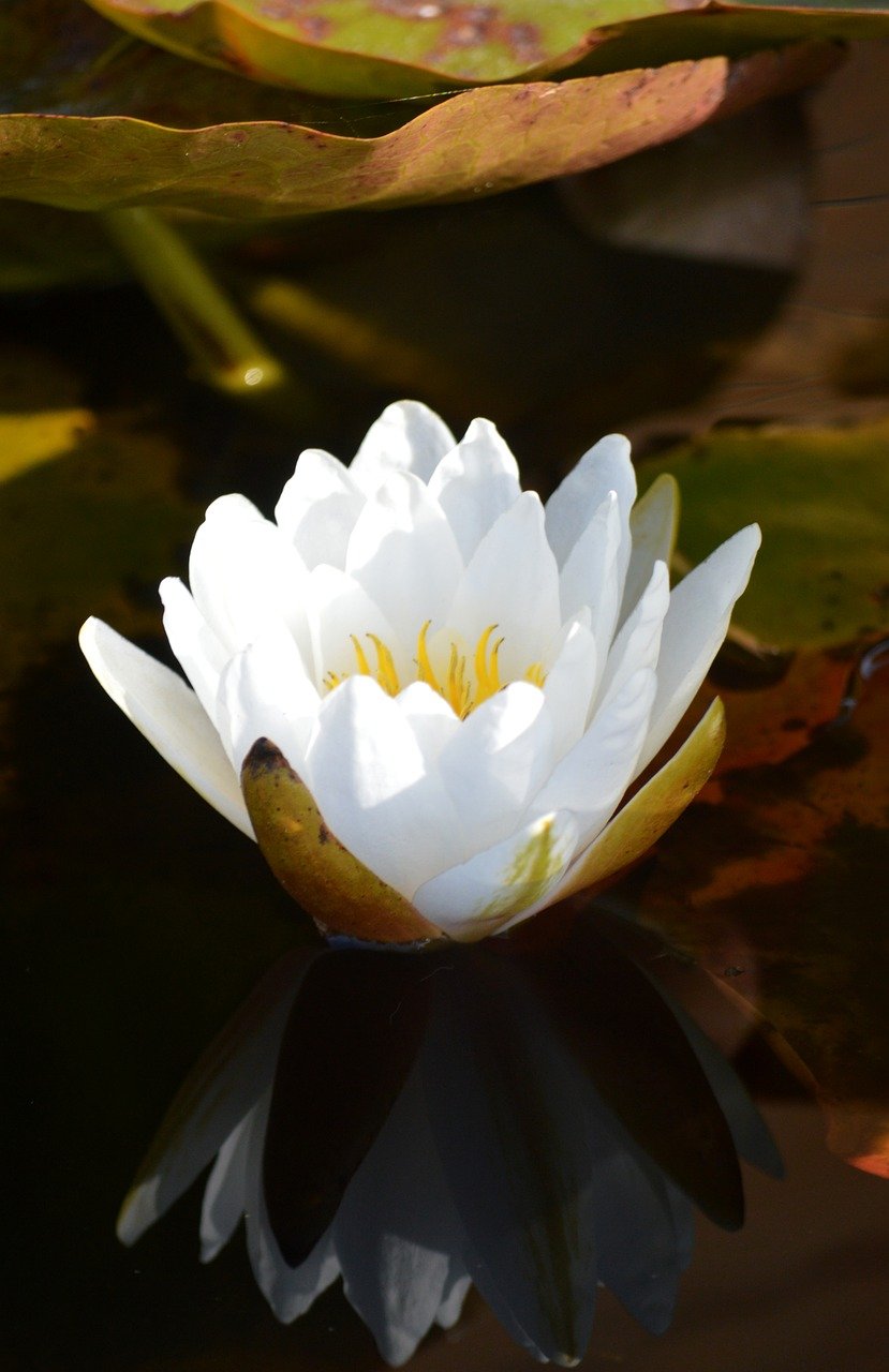 white water lily, nature, blossom, bloom, flower, plant, water lily, white flower, leaves, aquatic plant, pond, water, close up, nymphaea, lake rosengewächs, pond plant, lily pad, reflection, botany, flora